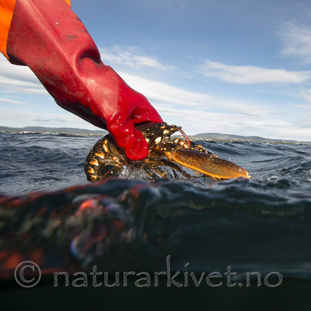 BB_20180923_0245 / Homarus gammarus / Hummer