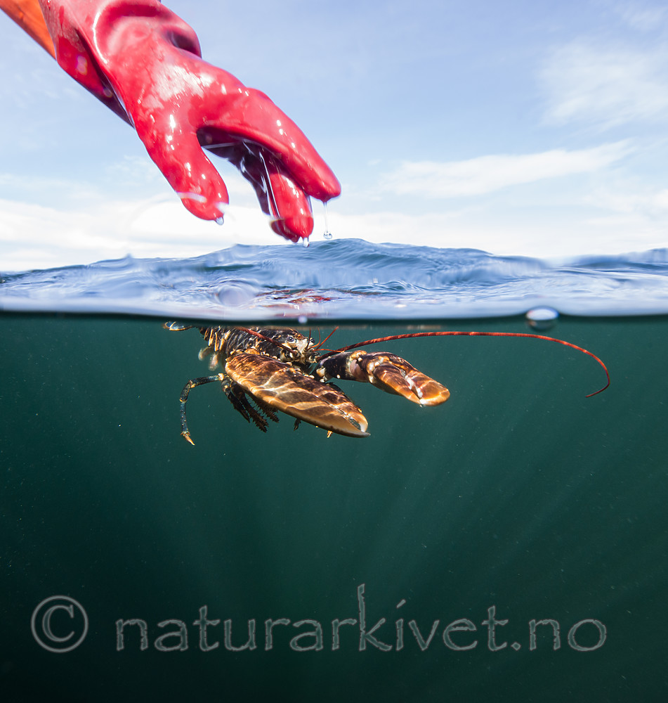 BB_20180923_0260 / Homarus gammarus / Hummer