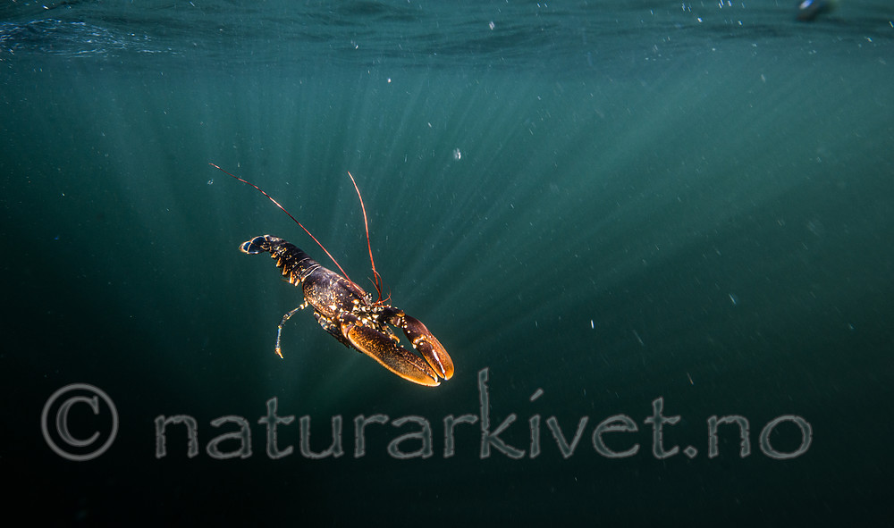 BB_20180923_0263 / Homarus gammarus / Hummer