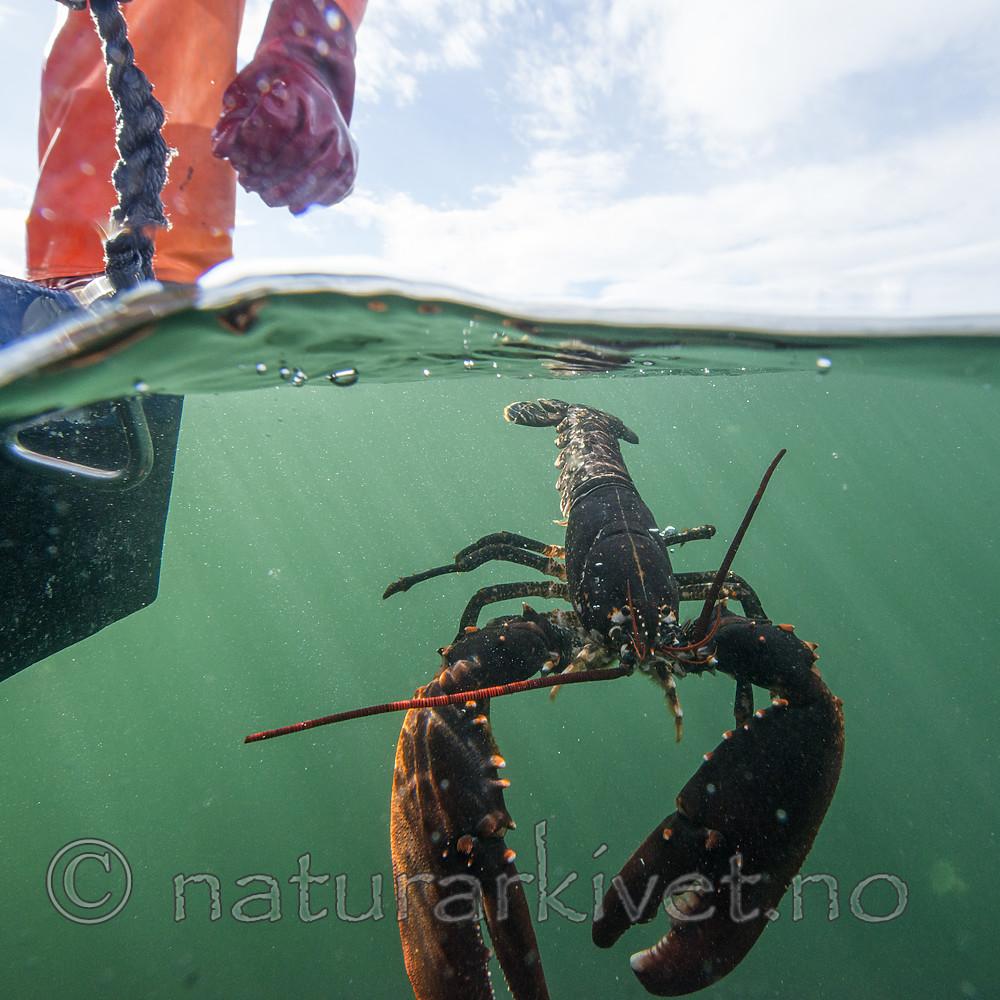 BB_20180923_0371 / Homarus gammarus / Hummer