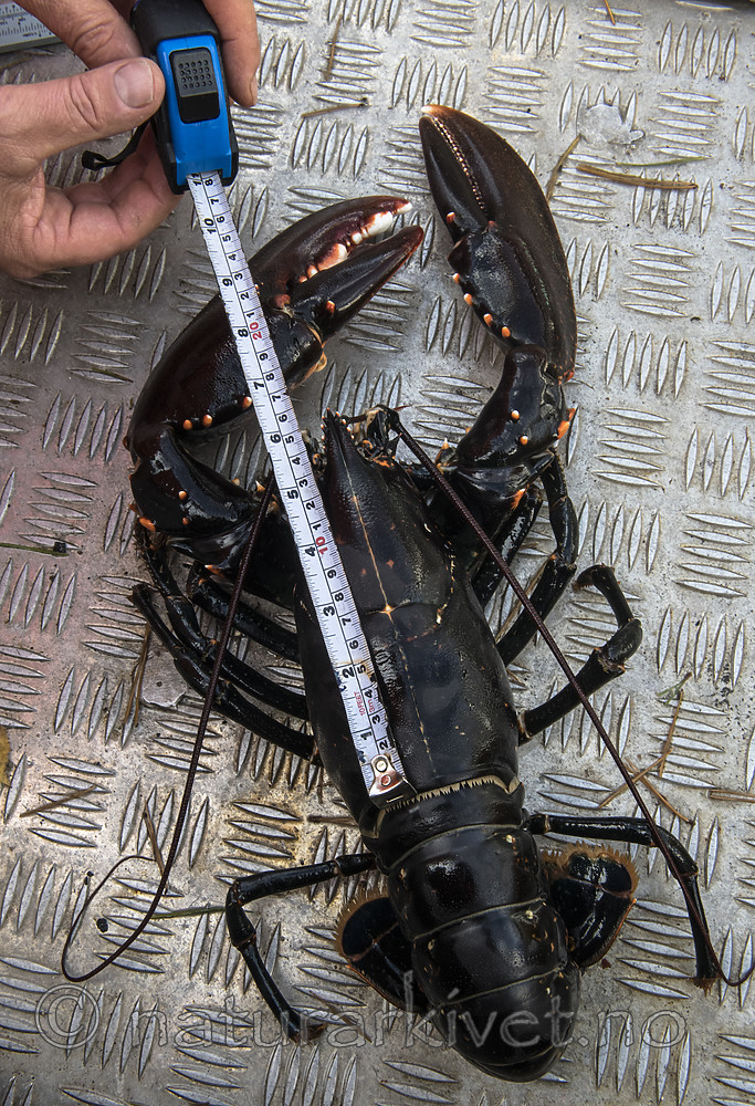 BB_20180923_0388 / Homarus gammarus / Hummer