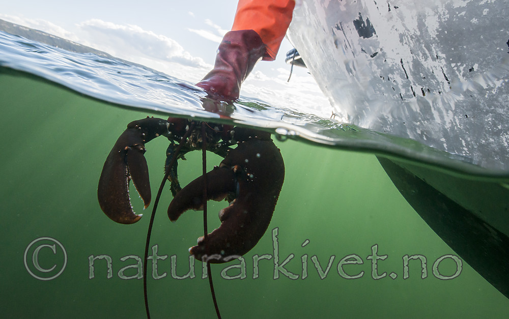 BB_20180923_0437 / Homarus gammarus / Hummer