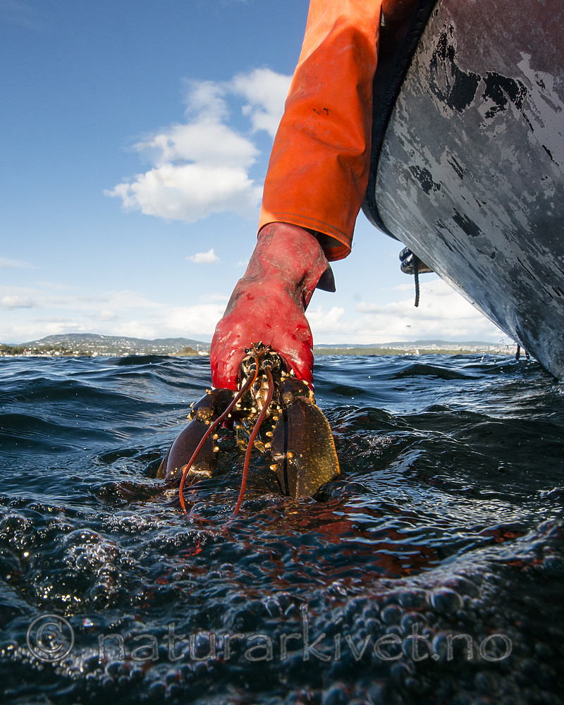 BB_20180923_0508 / Homarus gammarus / Hummer