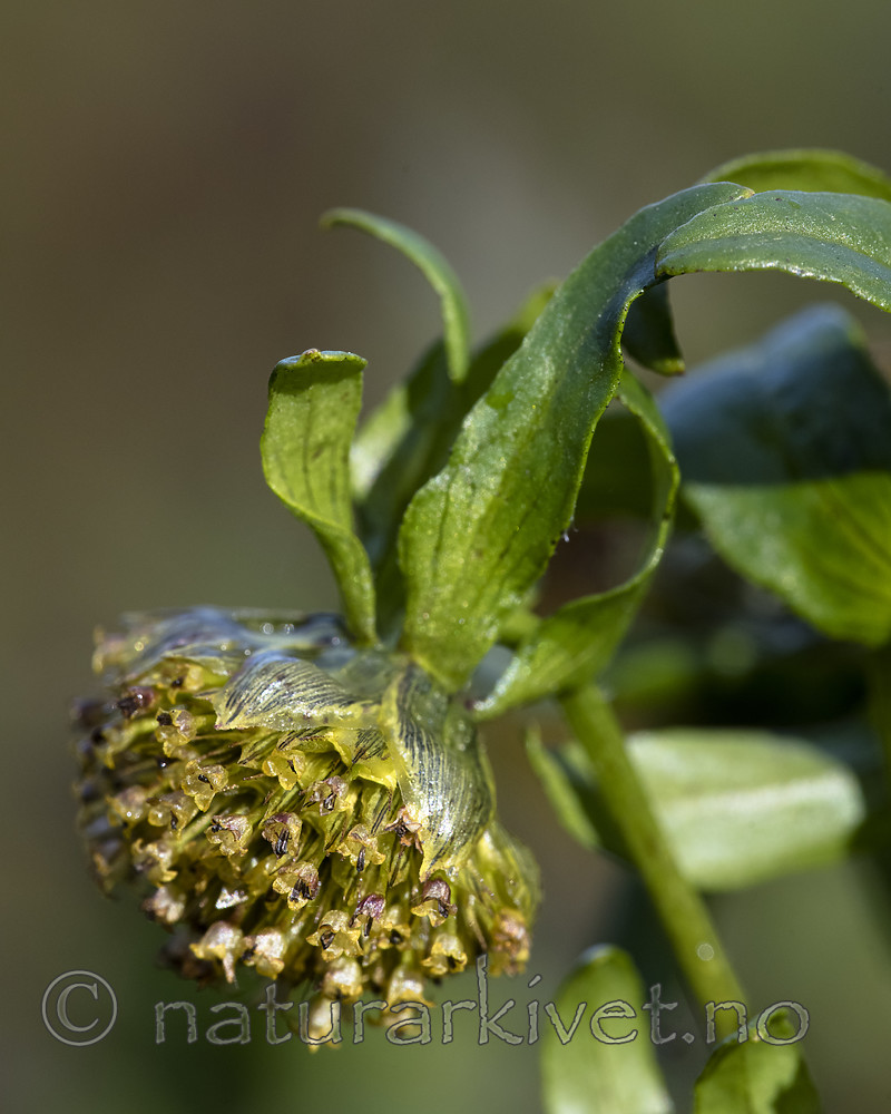 BB_20181007_0082 / Bidens cernua / Nikkebrønsle