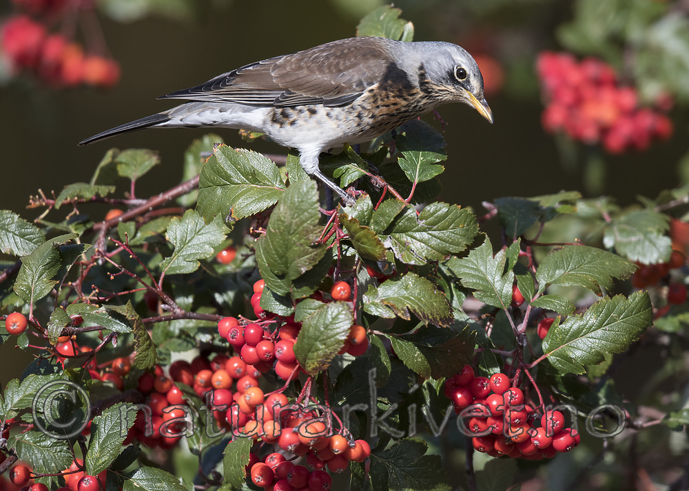 BB_20181007_0220 / Sorbus hybrida / Rognasal <br /> Turdus pilaris / Gråtrost