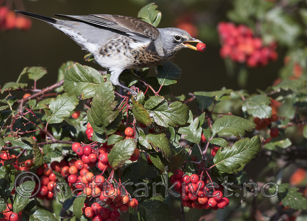 BB_20181007_0223 / Sorbus hybrida / Rognasal <br /> Turdus pilaris / Gråtrost