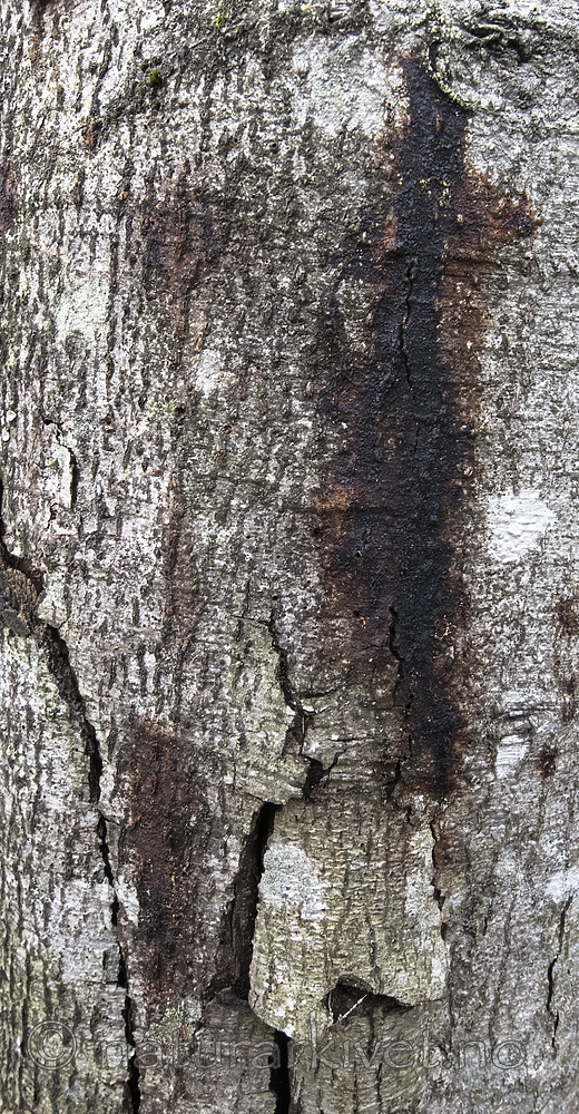 BB_20181014_0058 / Alnus incana / Gråor