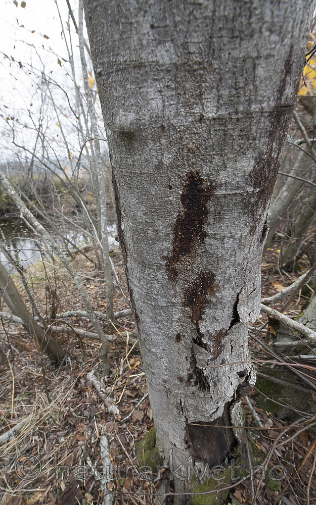 BB_20181014_0078 / Alnus incana / Gråor