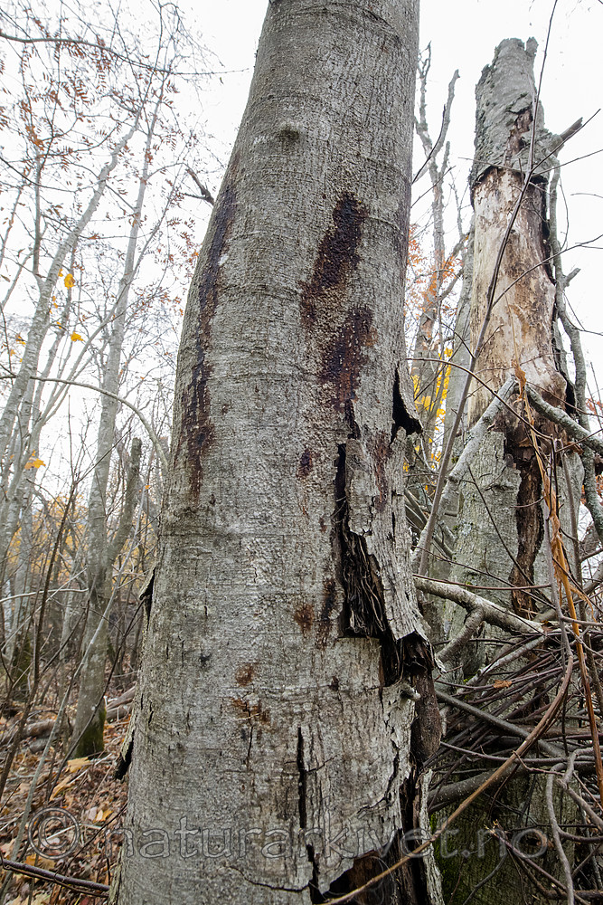 BB_20181014_0098 / Alnus incana / Gråor
