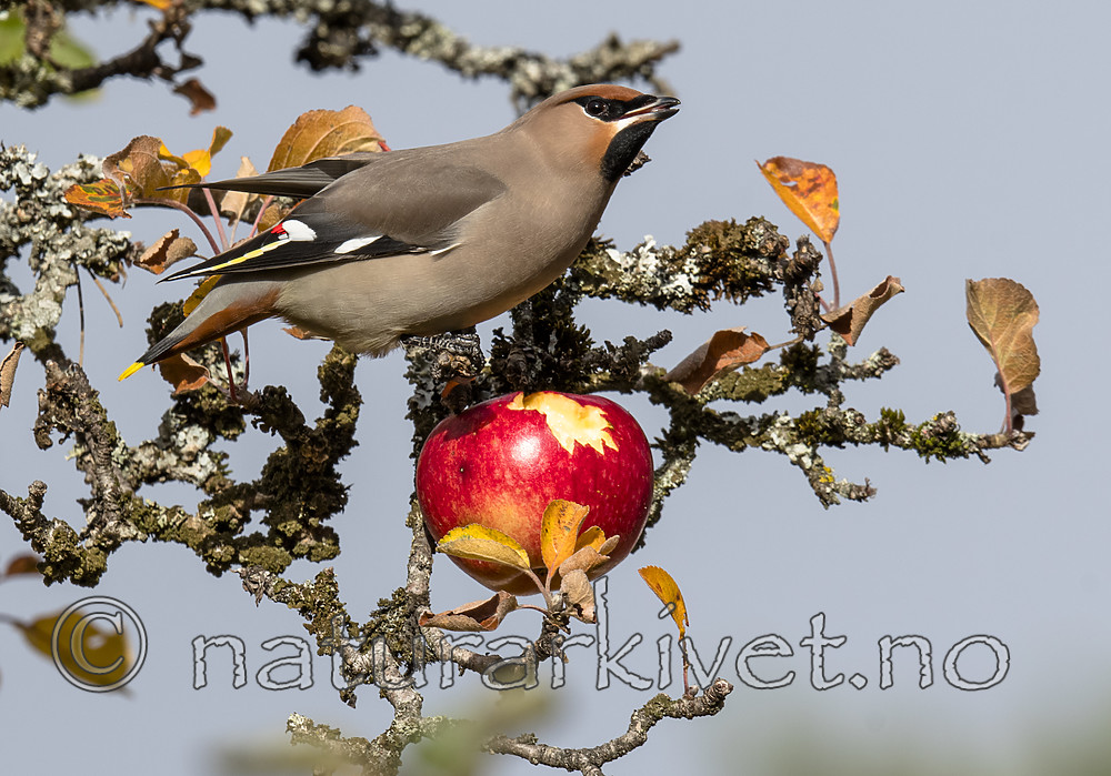 BB_20181021_0145 / Bombycilla garrulus / Sidensvans <br /> Malus ×domestica / Eple