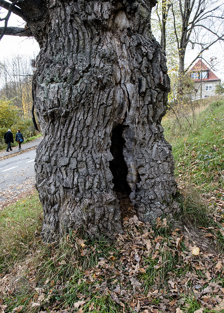 BB_20181021_0224 / Quercus robur / Sommereik