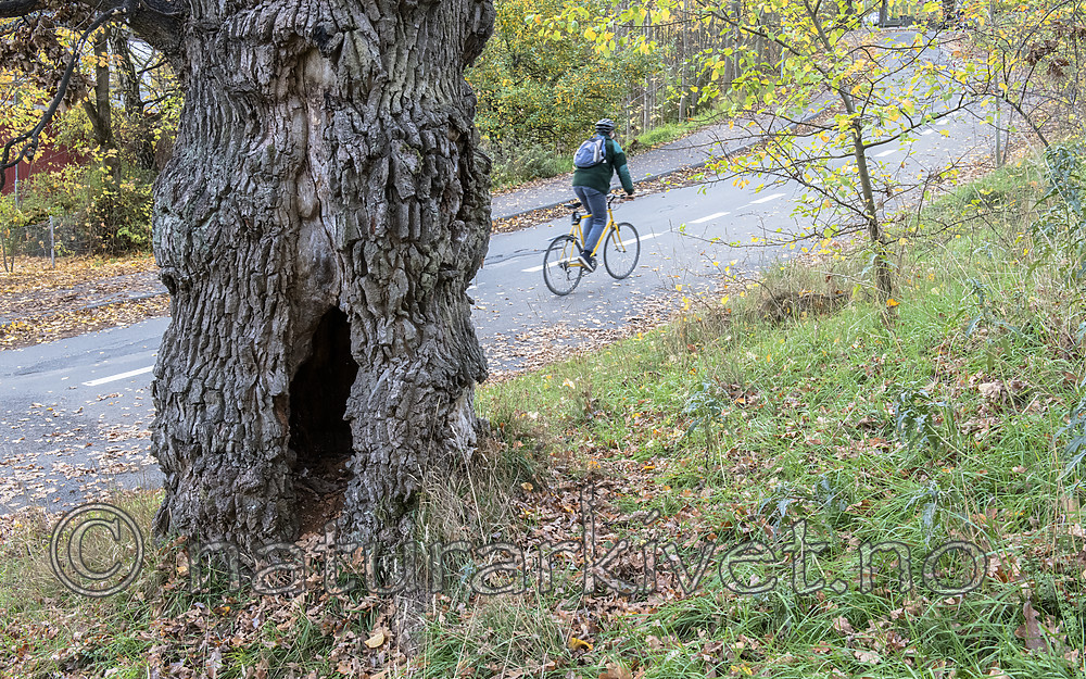 BB_20181021_0227 / Quercus robur / Sommereik