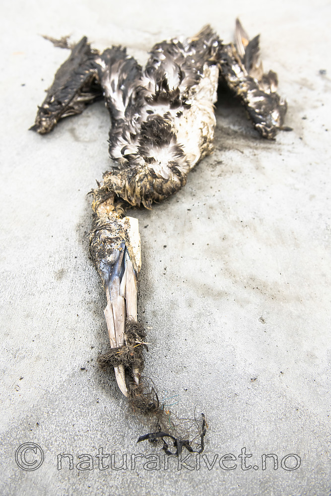 BB_20181021_0254 / Morus bassanus / Havsule