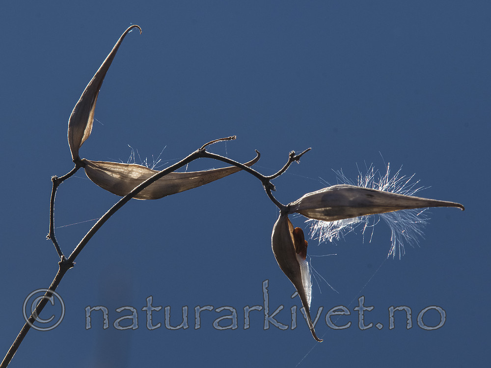 BB_20181023_0025 / Vincetoxicum rossicum / Russesvalerot