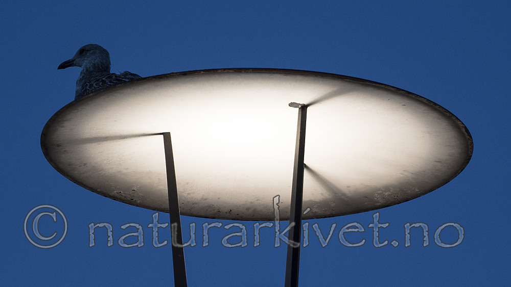 BB_20181025_0022 / Larus argentatus / Gråmåke