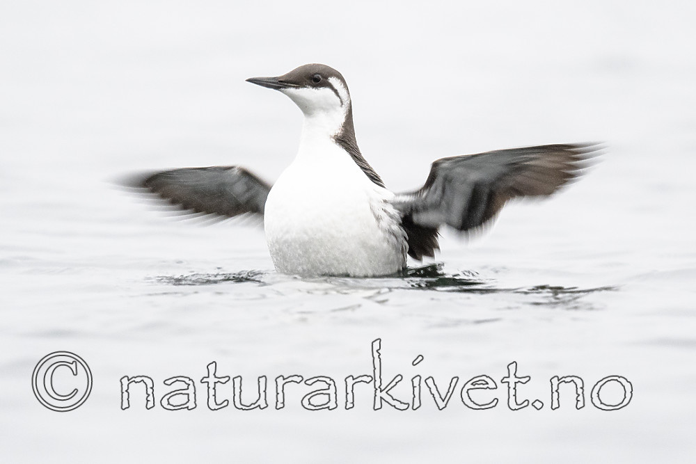 BB_20181111_0178 / Uria aalge / Lomvi