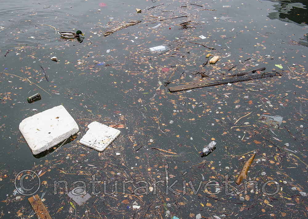 BB_20181202_0025 / Anas platyrhynchos / Stokkand