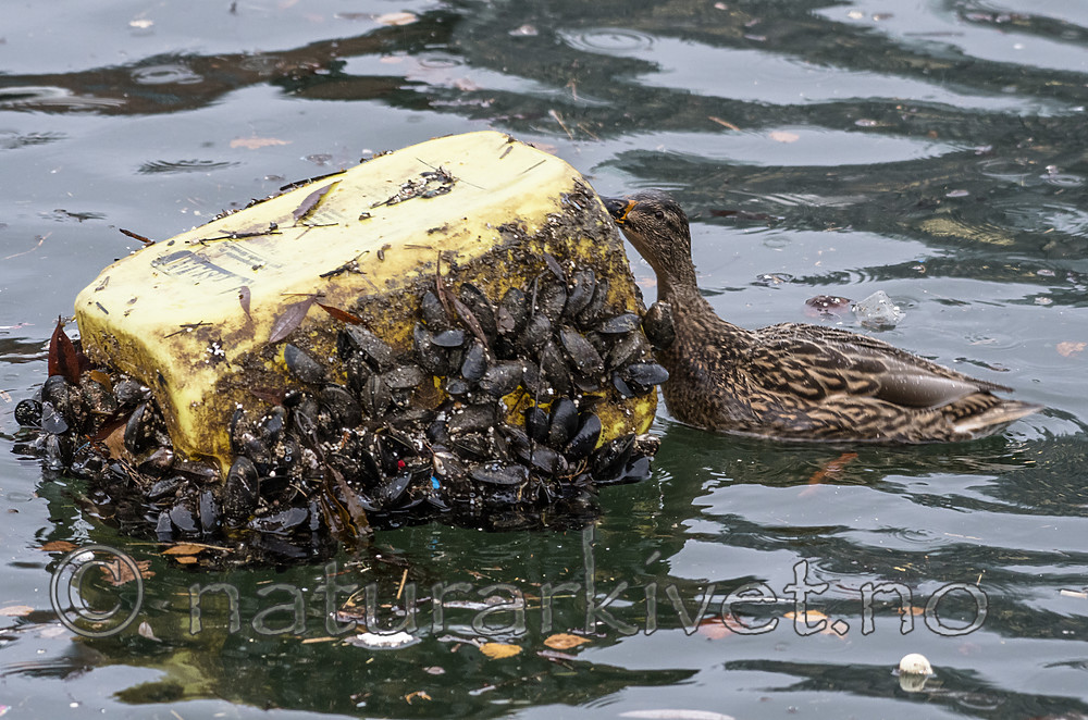 BB_20181202_0085 / Anas platyrhynchos / Stokkand <br /> Mytilus edulis / Blåskjell