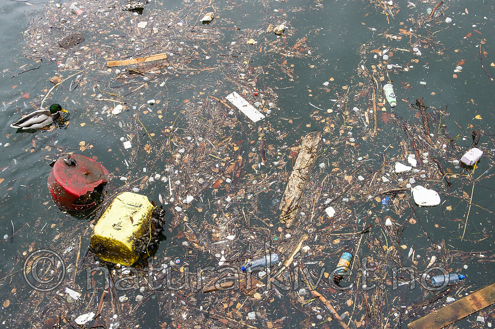 BB_20181202_0112 / Anas platyrhynchos / Stokkand