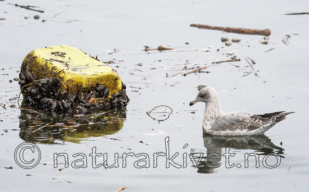 BB_20181202_0131 / Larus argentatus / Gråmåke <br /> Mytilus edulis / Blåskjell