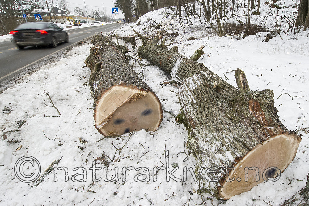 BB_20181215_0012 / Quercus robur / Sommereik