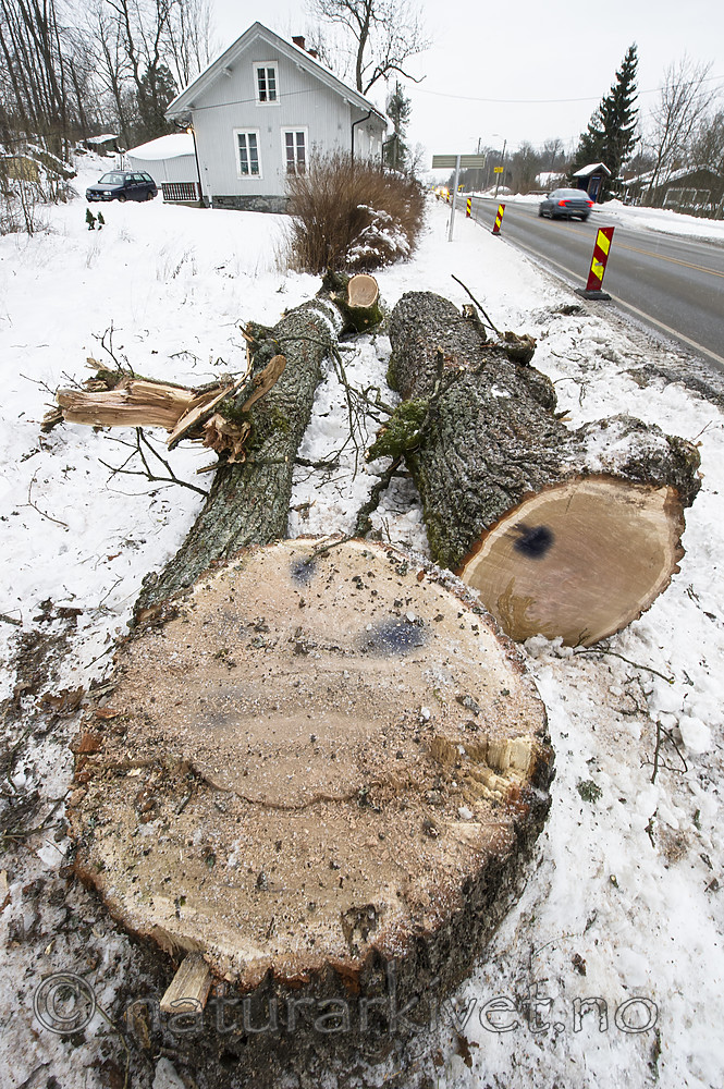 BB_20181215_0025 / Quercus robur / Sommereik