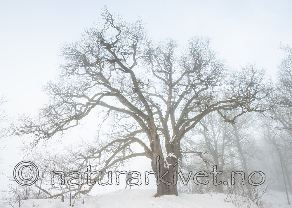 BB_20190120_0043-2 / Quercus robur / Sommereik