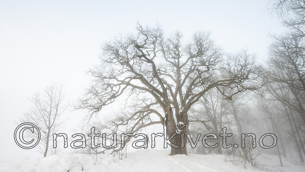 BB_20190120_0044-2 / Quercus robur / Sommereik