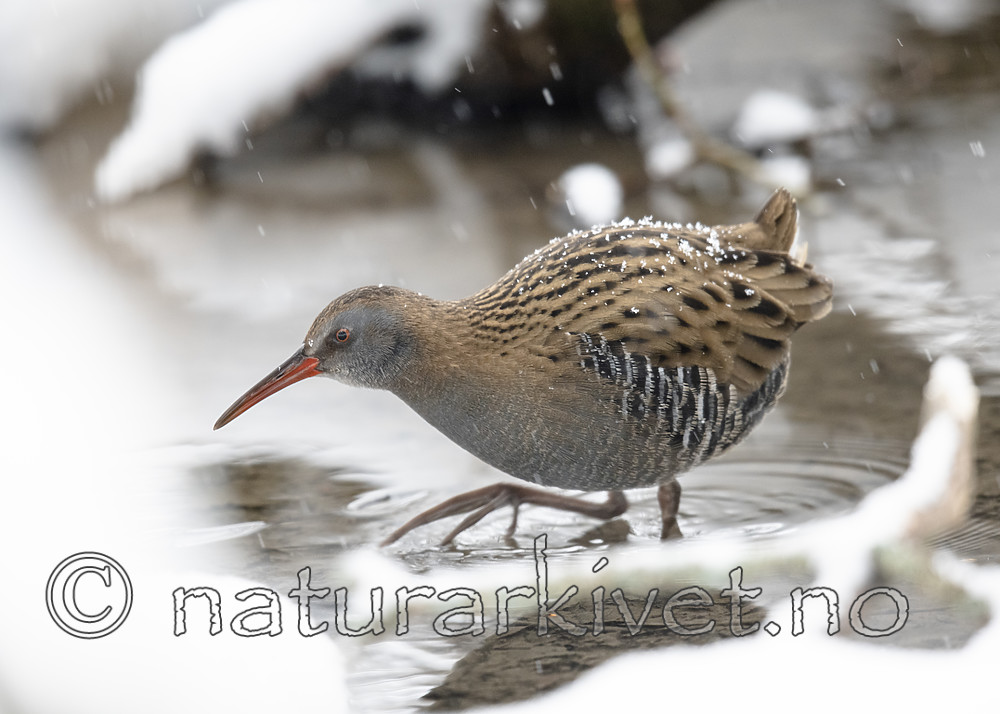 BB_20190128_0011 / Rallus aquaticus / Vannrikse