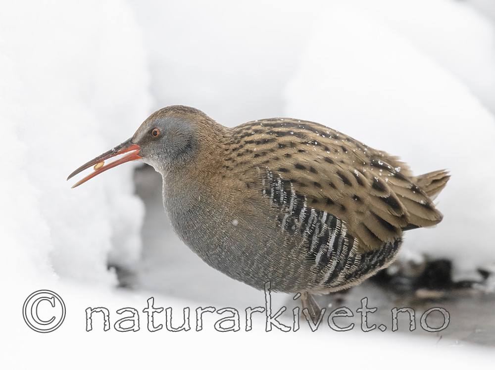 BB_20190128_0047 / Rallus aquaticus / Vannrikse