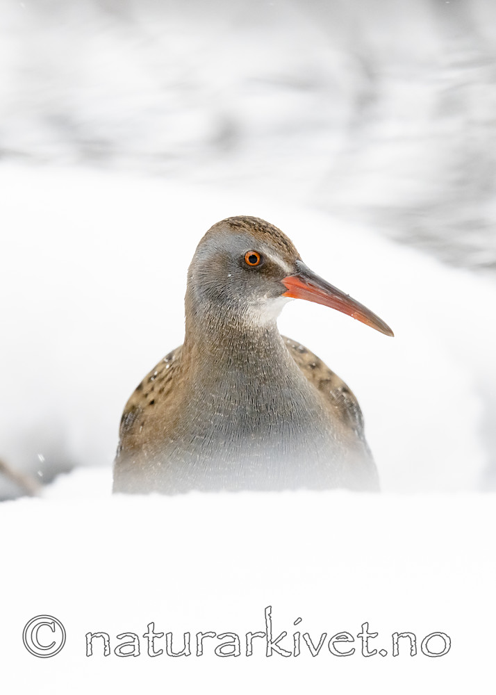 BB_20190128_0070 / Rallus aquaticus / Vannrikse