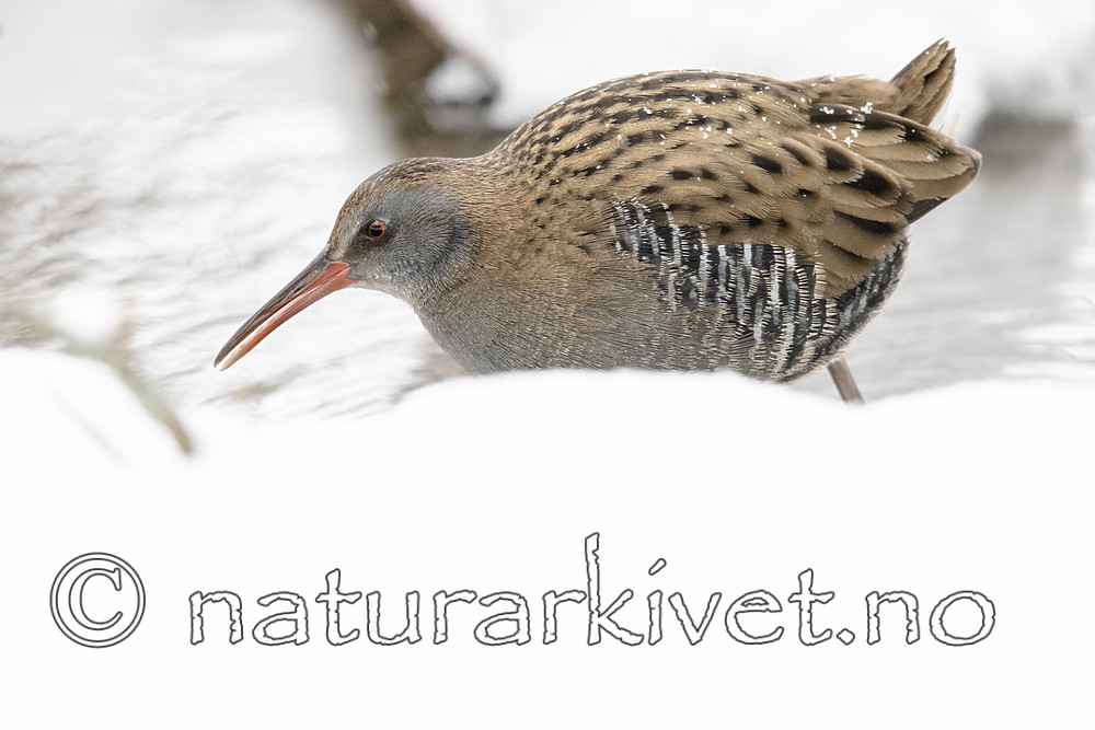 BB_20190128_0083 / Rallus aquaticus / Vannrikse