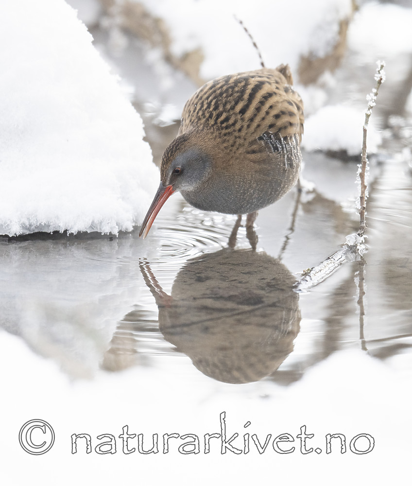BB_20190129_0047 / Rallus aquaticus / Vannrikse