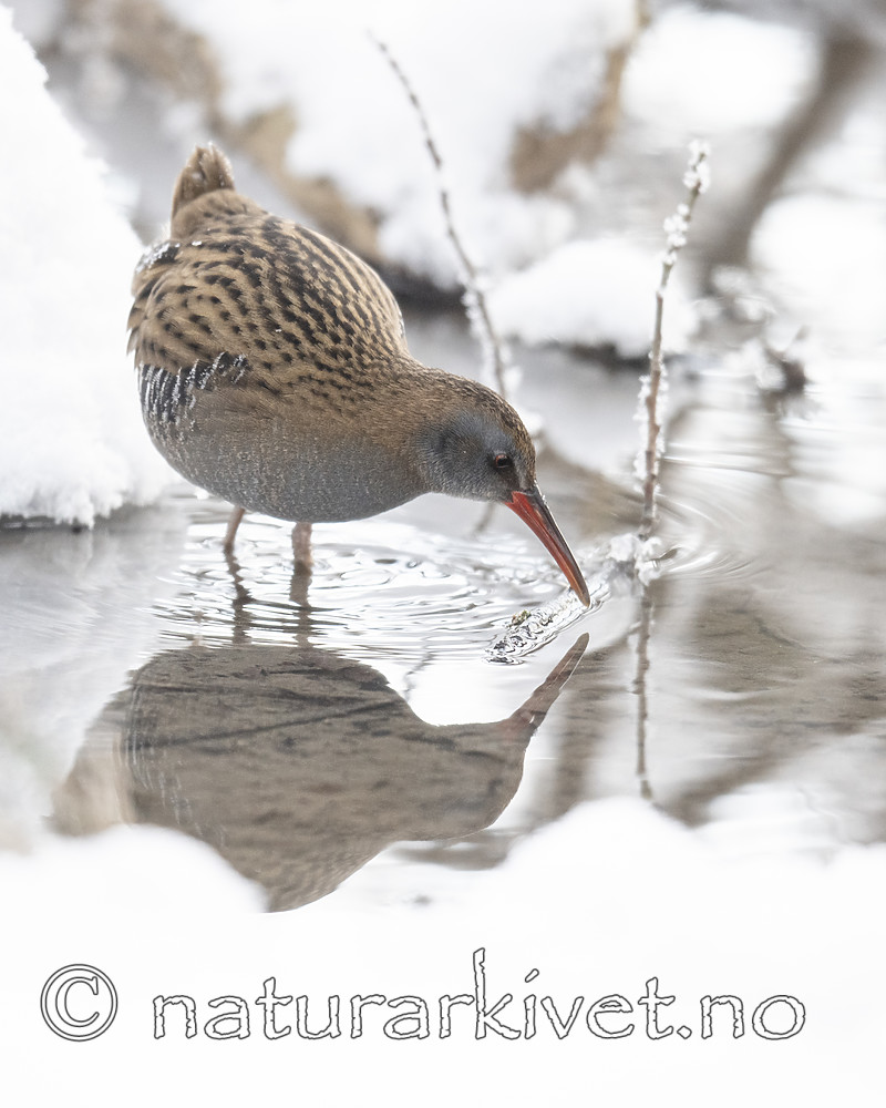 BB_20190129_0056 / Rallus aquaticus / Vannrikse