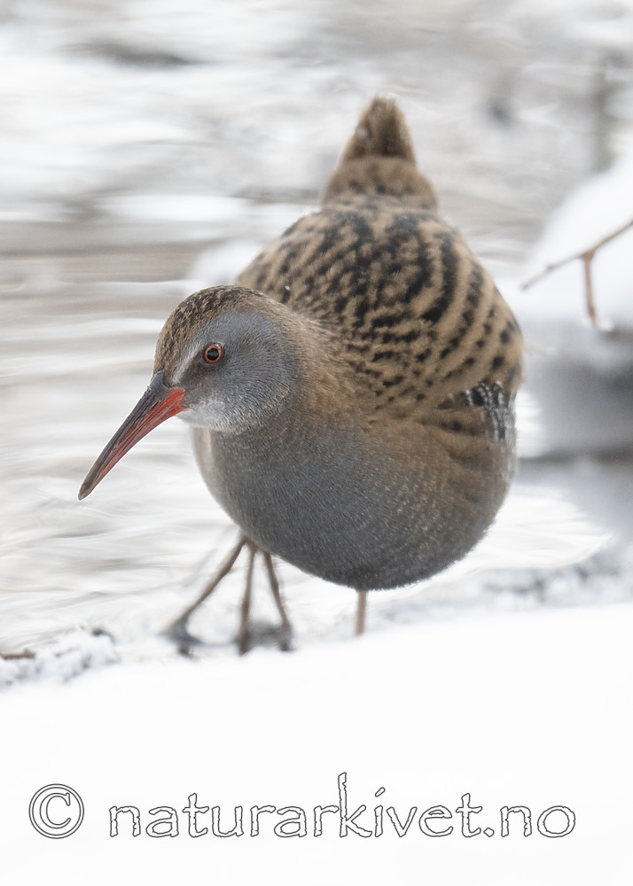 BB_20190129_0068 / Rallus aquaticus / Vannrikse