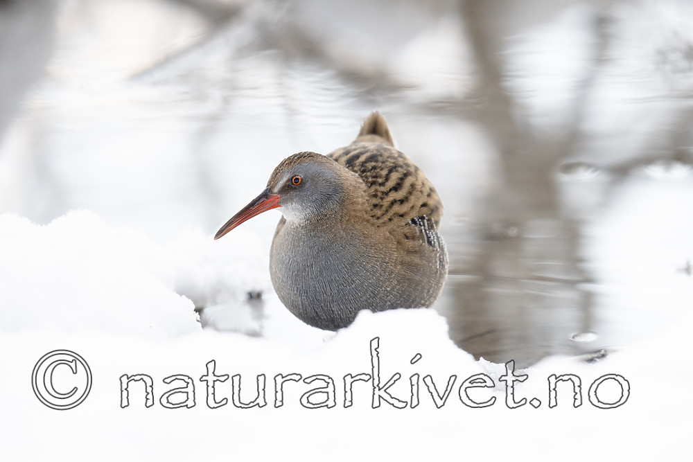 BB_20190129_0085 / Rallus aquaticus / Vannrikse