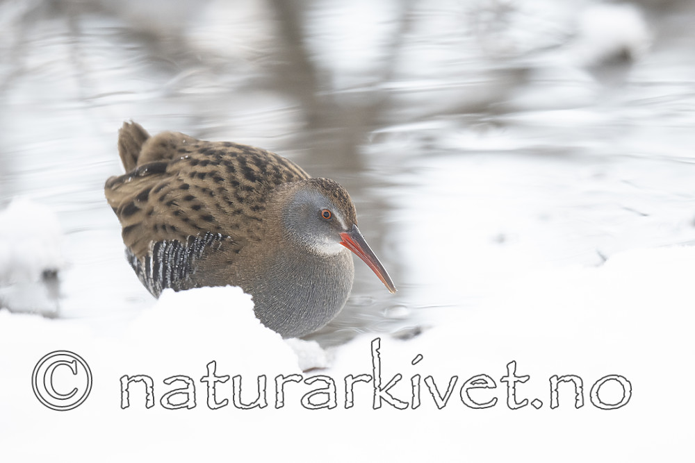 BB_20190129_0087 / Rallus aquaticus / Vannrikse