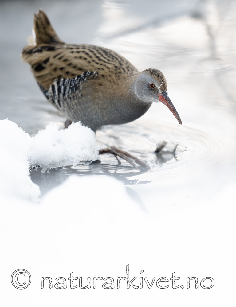 BB_20190129_0160 / Rallus aquaticus / Vannrikse