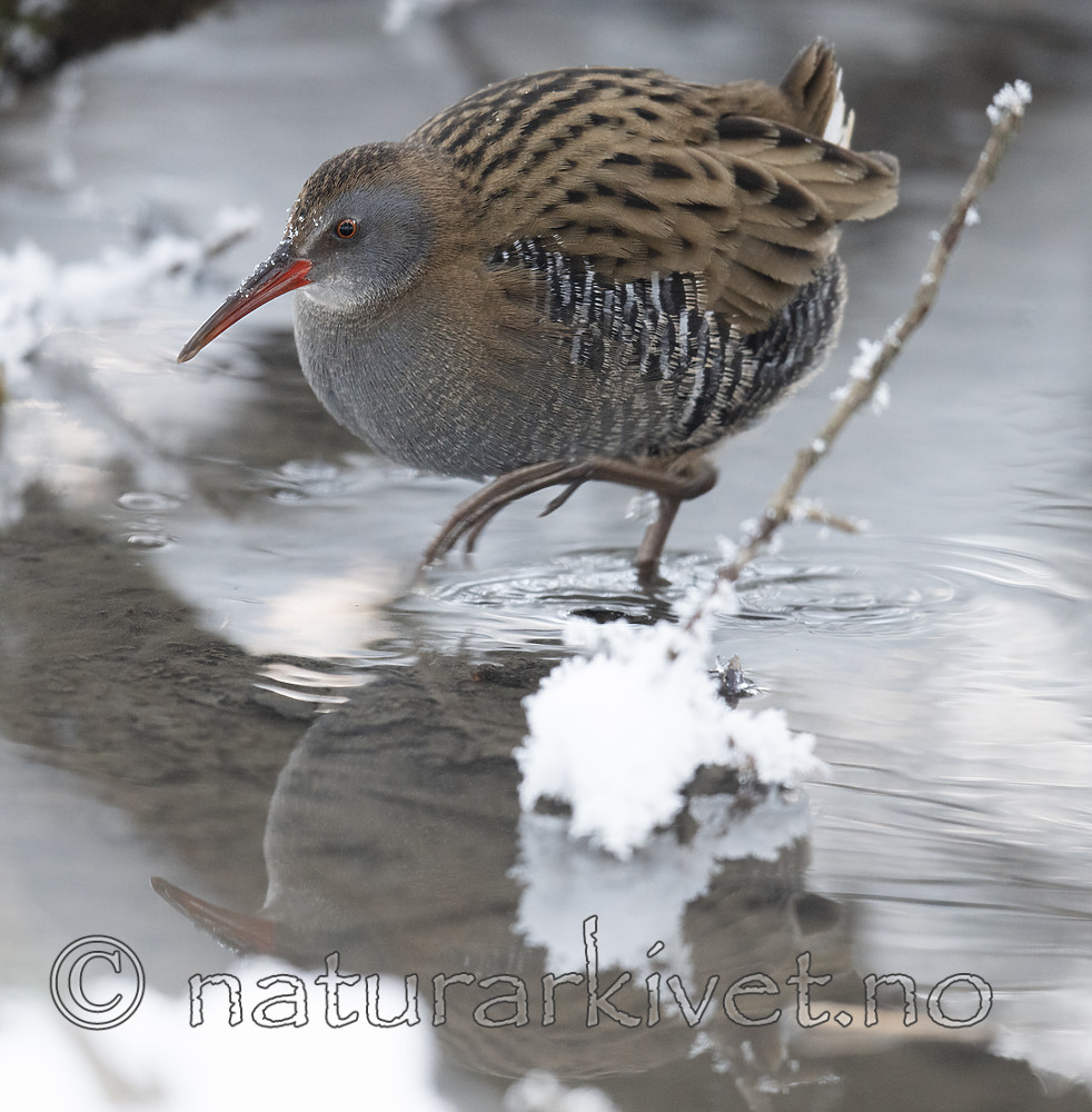 BB_20190129_0229 / Rallus aquaticus / Vannrikse