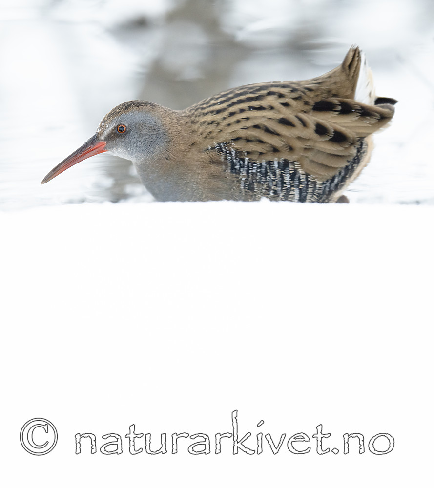 BB_20190129_0244 / Rallus aquaticus / Vannrikse
