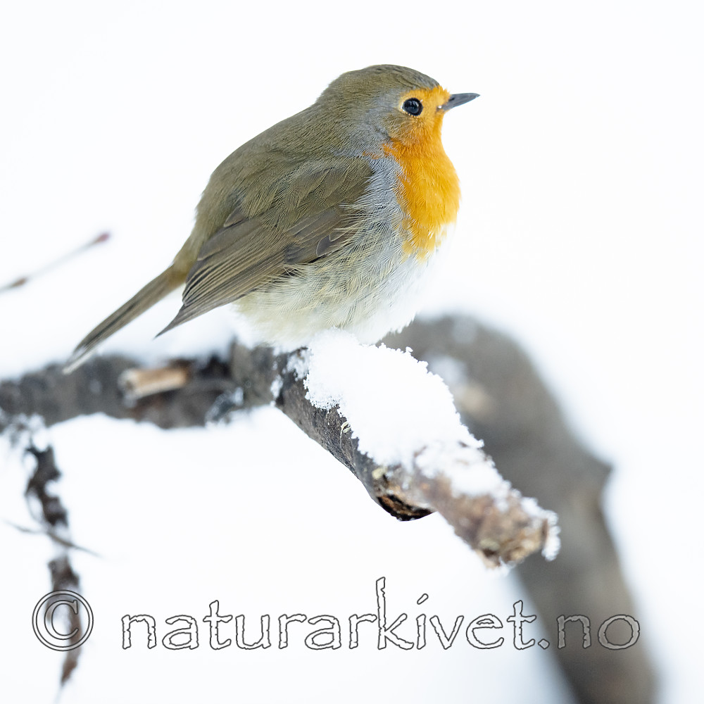 BB_20190129_0271 / Erithacus rubecula / Rødstrupe
