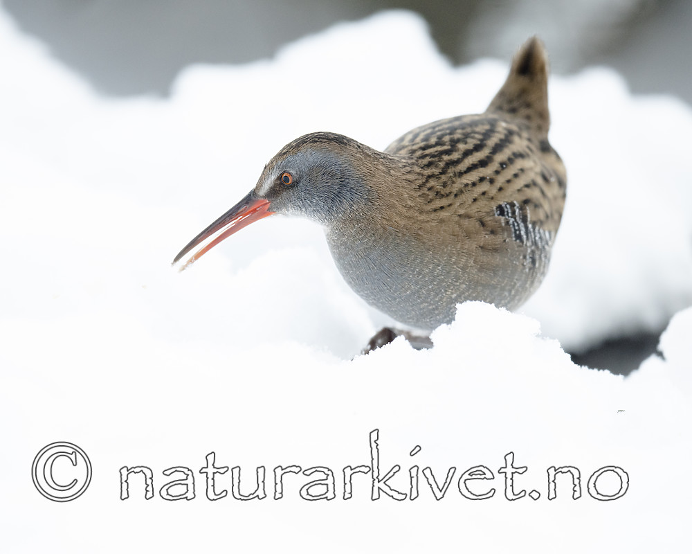 BB_20190129_0278 / Rallus aquaticus / Vannrikse