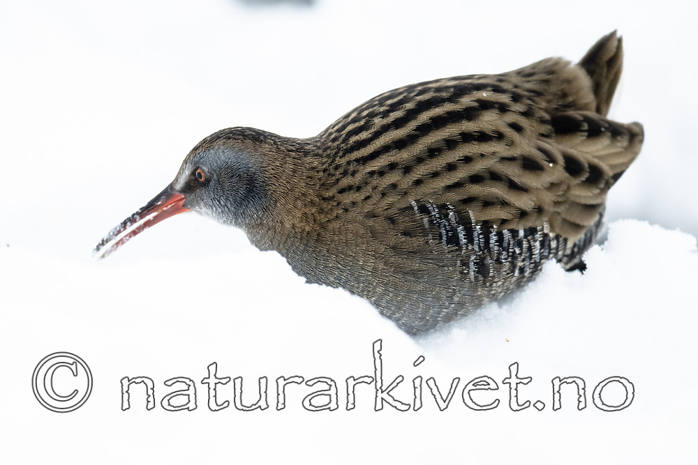 BB_20190129_0279 / Rallus aquaticus / Vannrikse
