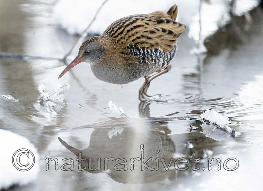 BB_20190129_0296 / Rallus aquaticus / Vannrikse