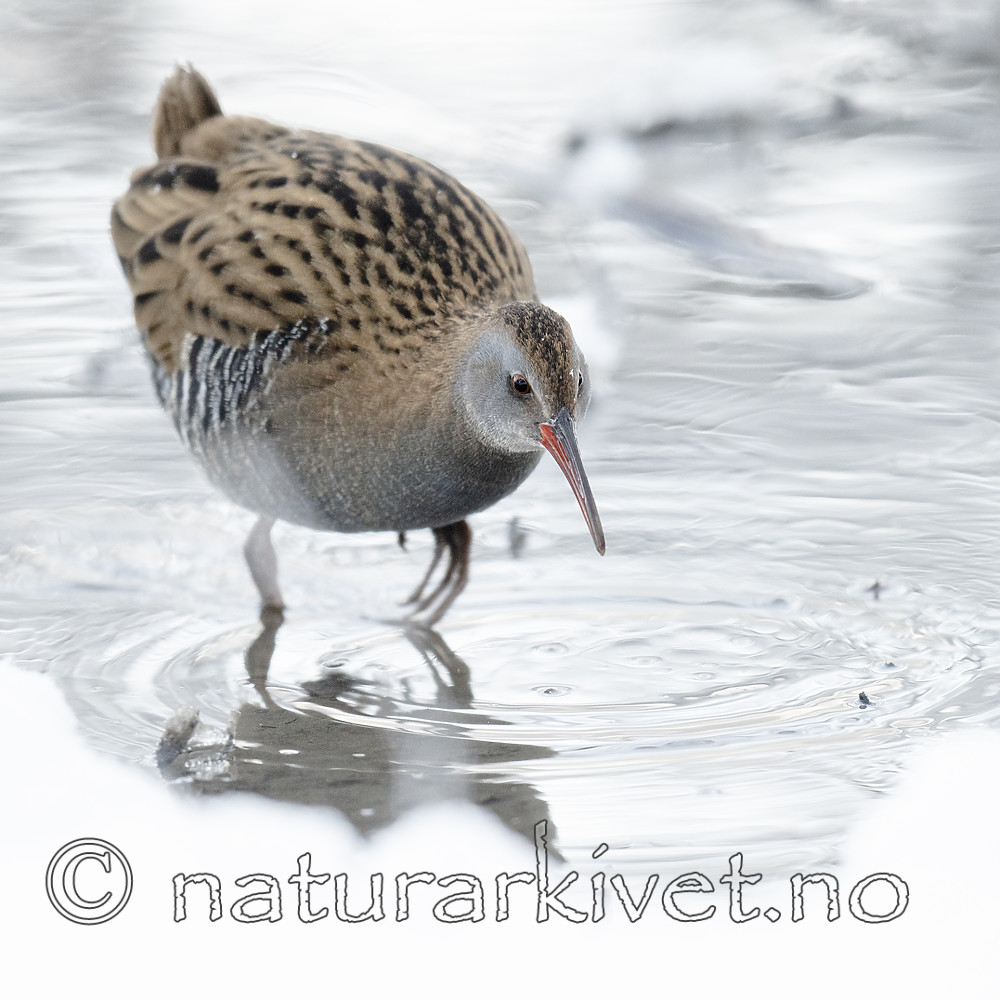 BB_20190129_0323 / Rallus aquaticus / Vannrikse