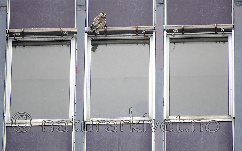 BB_20190222_0009 / Falco peregrinus / Vandrefalk