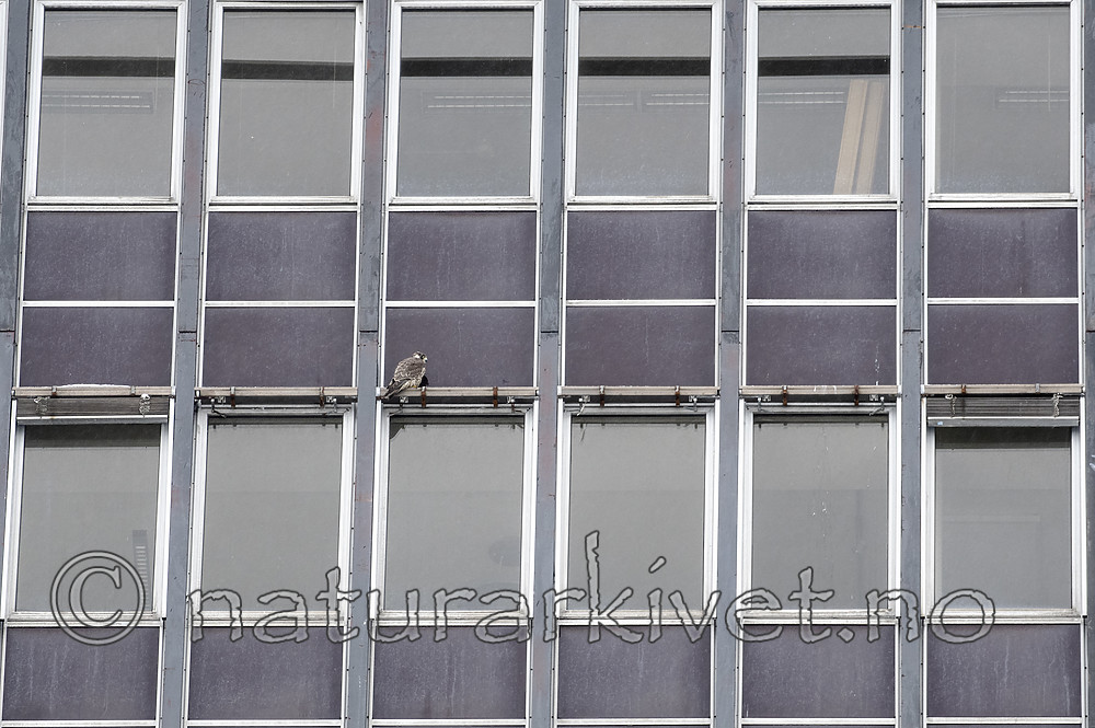 BB_20190222_0017 / Falco peregrinus / Vandrefalk