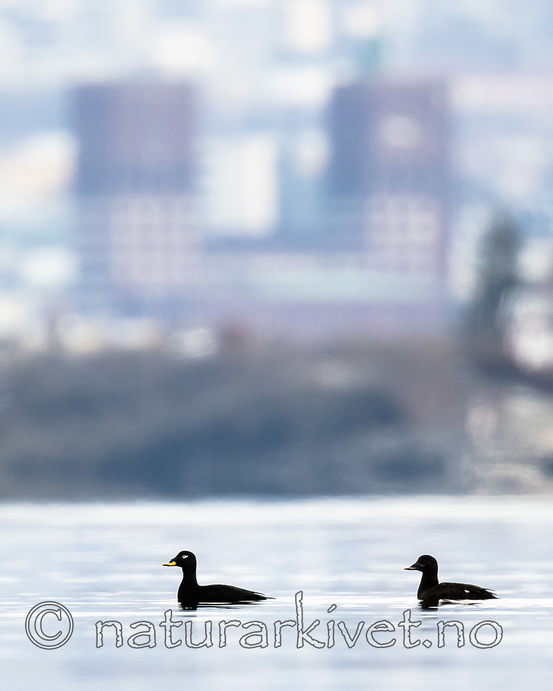 BB_20190302_0169 / Melanitta fusca / Sjøorre