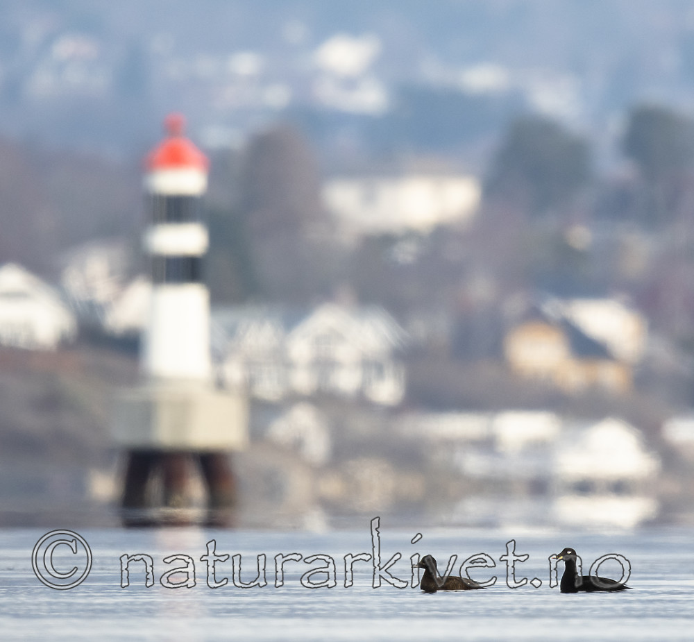 BB_20190302_0172 / Melanitta fusca / Sjøorre