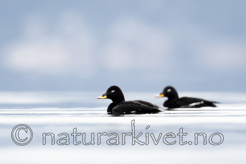 BB_20190302_0226 / Melanitta fusca / Sjøorre